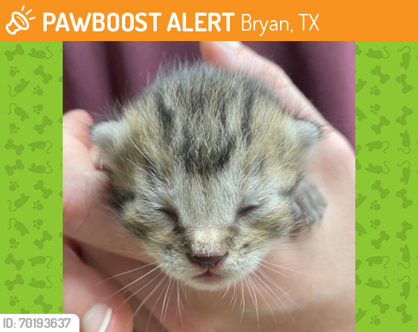 Shelter Stray Unknown Cat last seen Creekridge Estates, TX 77845, Bryan, TX 77807