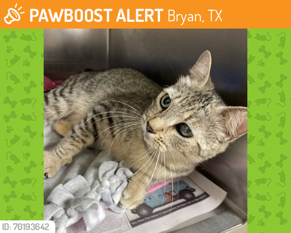 Shelter Stray Female Cat last seen Creekridge Estates, TX 77845, Bryan, TX 77807