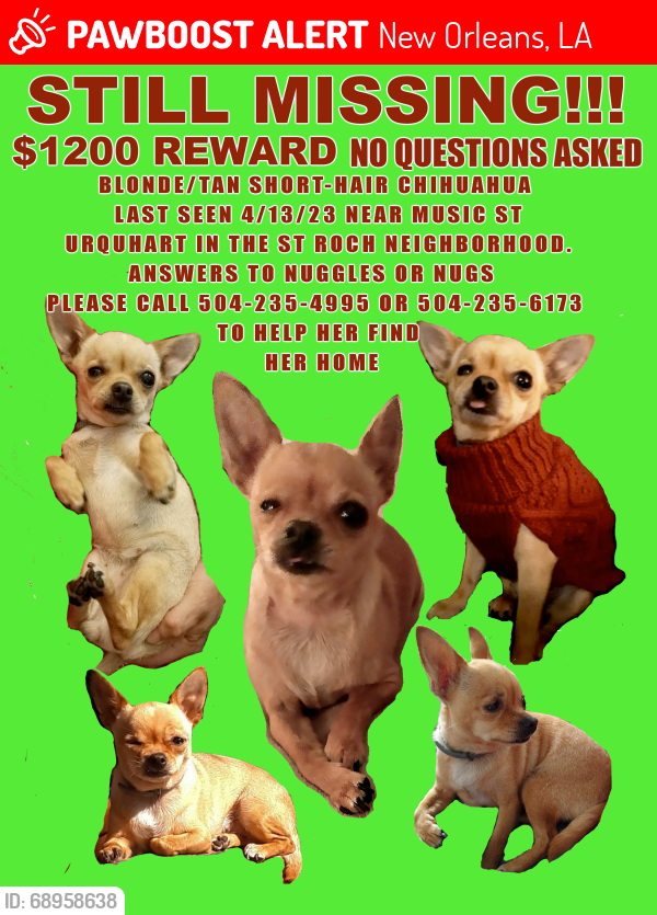 Lost Female Dog last seen Music St and Urquhart , New Orleans, LA 70117