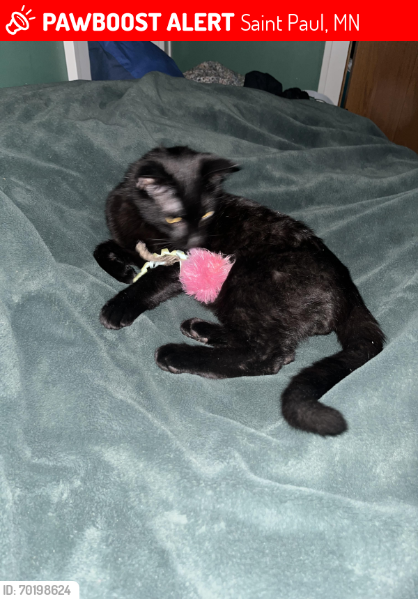 Lost Male Cat last seen Highland Park near scheffer and macalester, Saint Paul, MN 55116