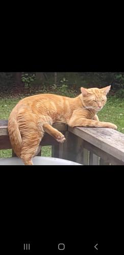 Lost Male Cat last seen University ave orillia westridge area , Orillia, ON L0K