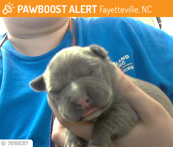 Shelter Stray Female Dog last seen Near BLOCK RAEFORD RD, FAYETTEVILLE NC 28305, Fayetteville, NC 28306