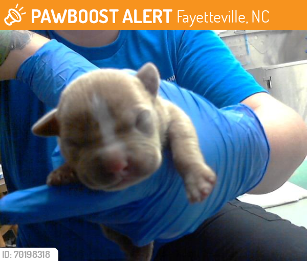 Shelter Stray Male Dog last seen Near BLOCK RAEFORD RD, FAYETTEVILLE NC 28305, Fayetteville, NC 28306