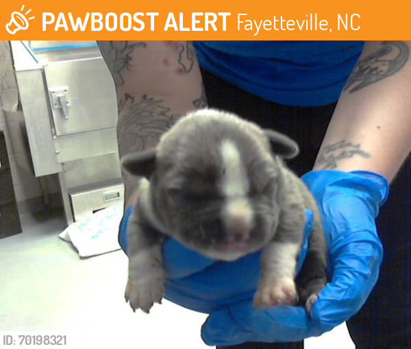 Shelter Stray Male Dog last seen Near BLOCK RAEFORD RD, FAYETTEVILLE NC 28305, Fayetteville, NC 28306