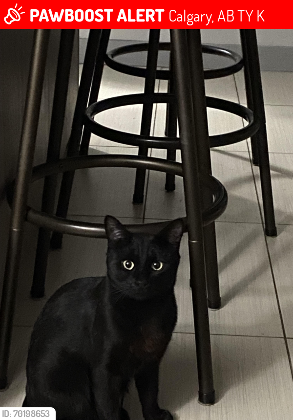 Lost Male Cat last seen Nearest streets: Rundlemere road and 39 street NE, Calgary, AB T1Y 3K4