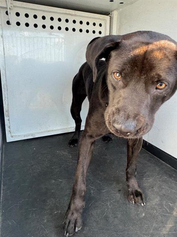 Shelter Stray Male Dog last seen Near BLK GARFIELD ST, BAKERSFIELD,CA, Bakersfield, CA 93307