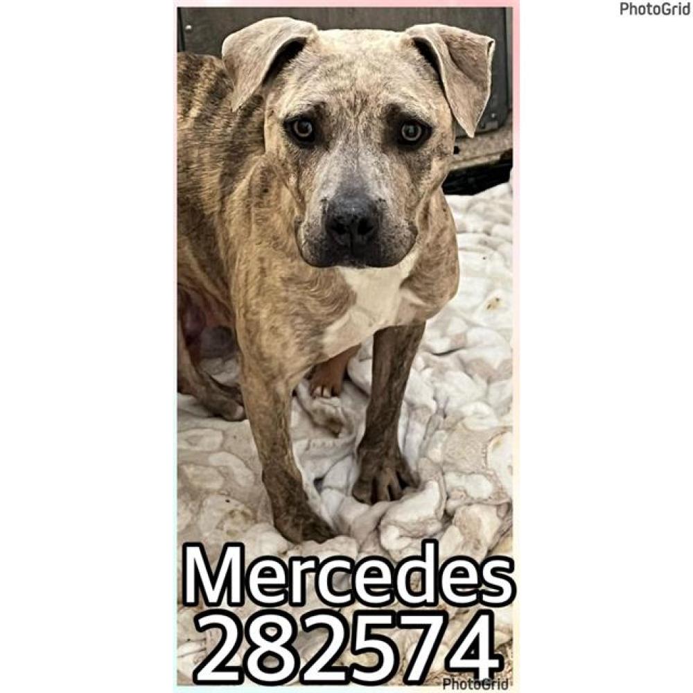 Shelter Stray Female Dog last seen E ROYAL CT, Macon, GA 31216