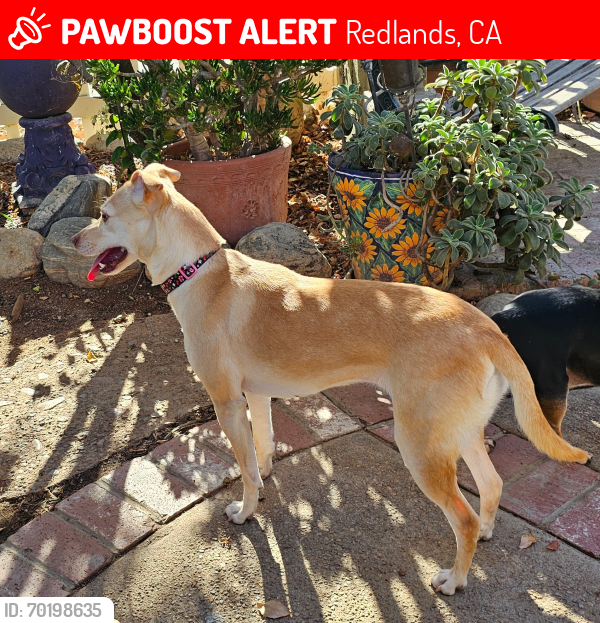 Lost Female Dog last seen Texas St & Pennsylvania Ave, Redlands, CA 92374