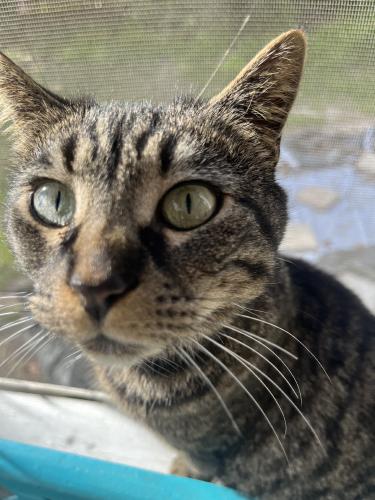Lost Female Cat last seen Adams Farm Pkwy, Greensboro, NC 27407