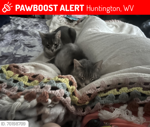 Lost Female Cat last seen Near Jefferson ave, Huntington, WV 25704