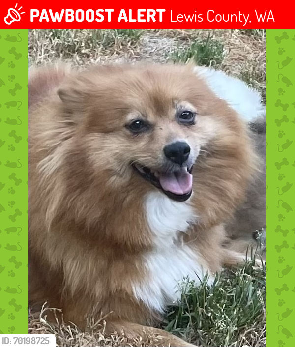 Lost Female Dog last seen Jackson Hwy Toledo Wa, Lewis County, WA 98565