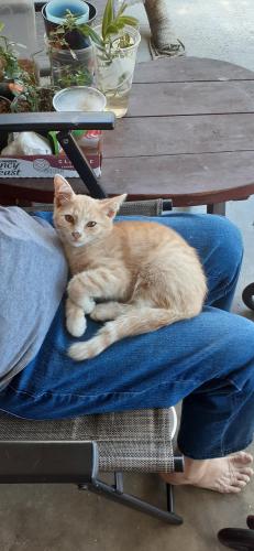 Lost Male Cat last seen Bolsa and Newland, Westminster, CA 92683