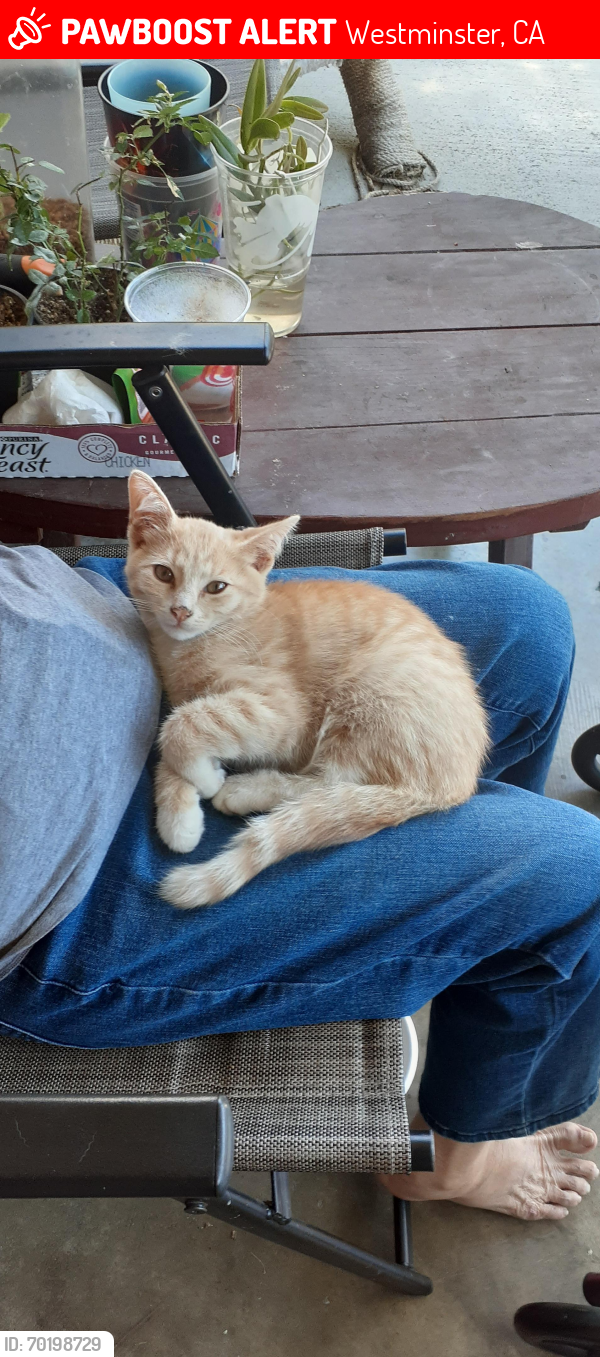 Lost Male Cat last seen Bolsa and Newland, Westminster, CA 92683