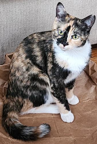Lost Female Cat last seen MAYFLOWER STREET , West Hartford, CT 06110