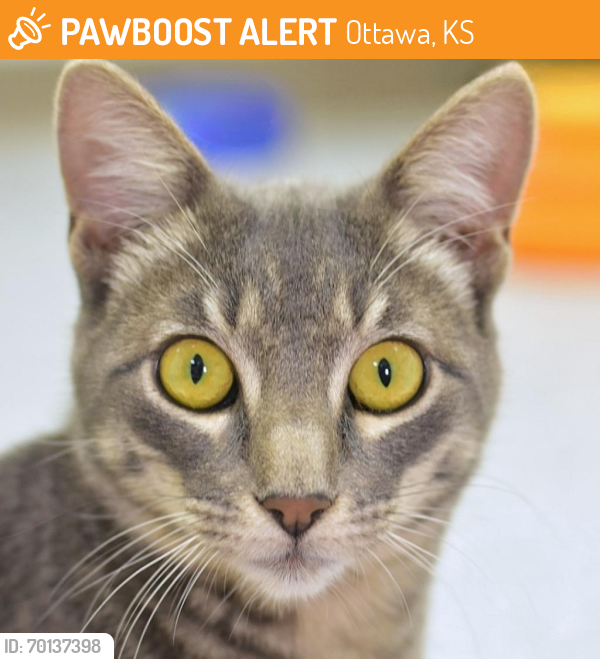 Shelter Stray Female Cat last seen , Ottawa, KS 66067