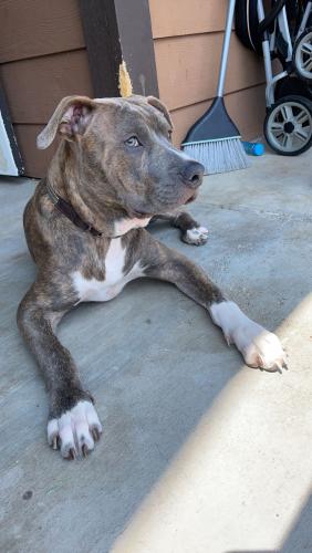 Lost Male Dog last seen Marvin brown st, Fort Worth, TX 76179