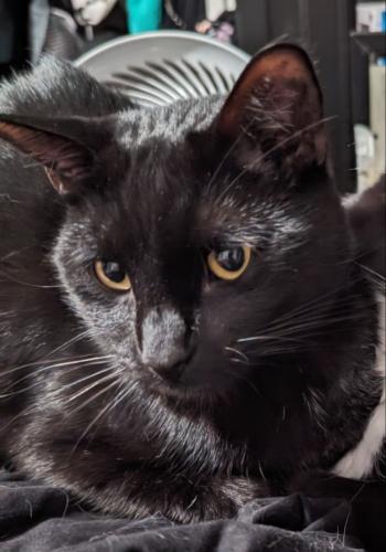 Lost Male Cat last seen Chester Ave, 11th Street, California Ave, Bakersfield, CA 93304