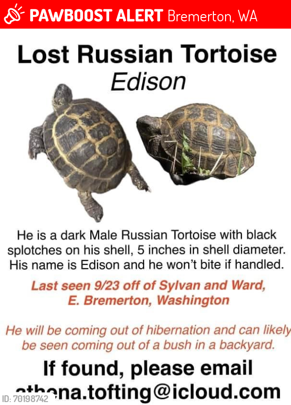 Lost Male Reptile last seen Sylvan and Ward, Bremerton, Bremerton, WA 98310