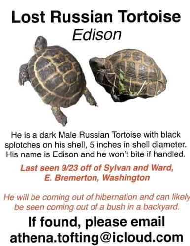 Lost Male Reptile last seen Sylvan and Ward, Bremerton, Bremerton, WA 98310