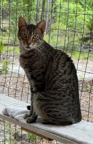 Lost Male Cat last seen NE 40th St and NE 80th Ave, Gilchrist County, FL 32643