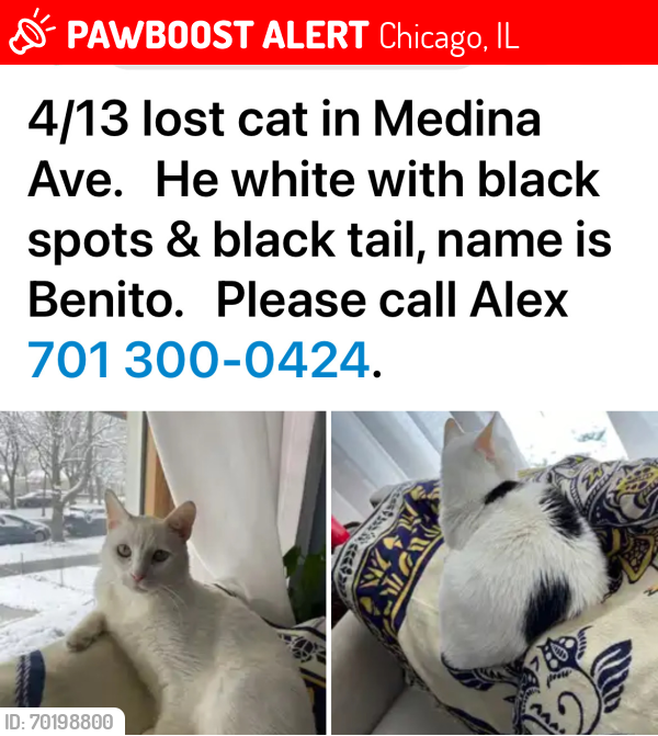 Lost Male Cat last seen Milwaukee Ave, Chicago, IL 60646