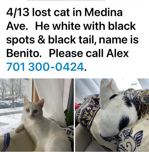 Lost Male Cat last seen Milwaukee Ave, Chicago, IL 60646