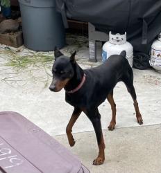 Reunited Male Dog last seen 62nd Ave and Mauritania, Oakland, CA 94605