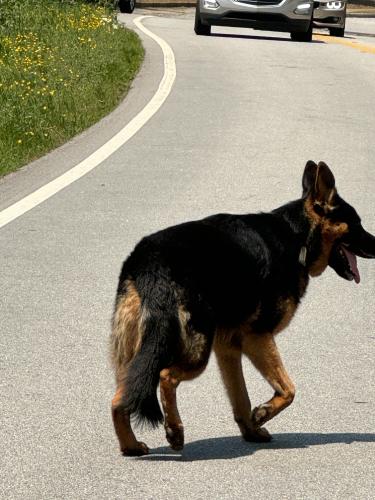 Found/Stray Unknown Dog last seen Cheatham and deer valley, Acworth, GA 30101