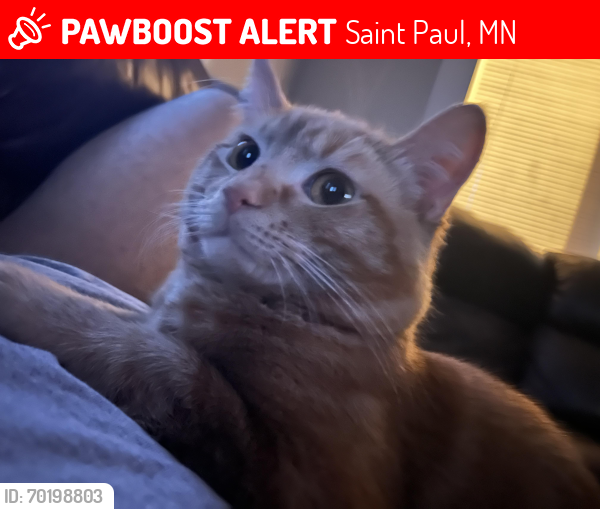 Lost Male Cat last seen Edmund Ave W & Avon S, Saint Paul, MN 55104
