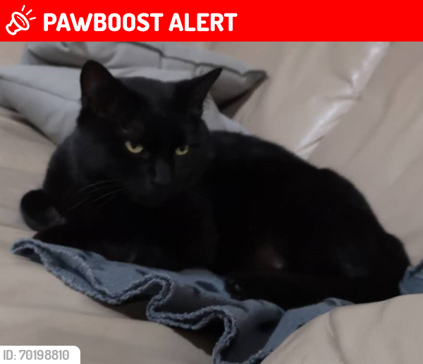 Lost Male Cat last seen 93B Ave. & 216 Street, Langley Township, BC V1M