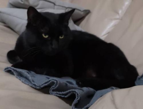 Lost Male Cat last seen 93B Ave. & 216 Street, Langley Township, BC V1M