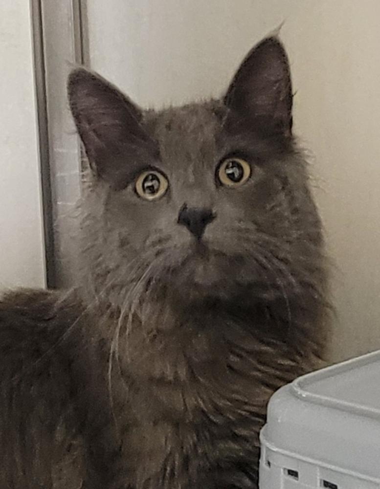 Shelter Stray Female Cat last seen Near E Everett Avenue, SPOKANE, WA, 99217, Spokane, WA 99212
