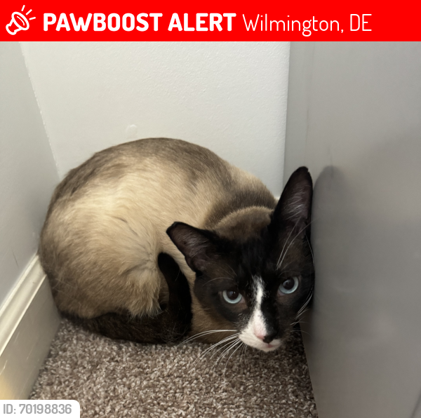 Lost Male Cat last seen N Union st and N Lincoln st, Wilmington, DE 19805