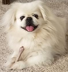Lost Male Dog last seen Highway 162, Hollywood, SC 29449