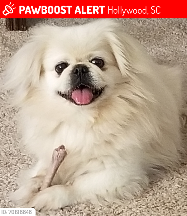 Lost Male Dog last seen Highway 162, Hollywood, SC 29449
