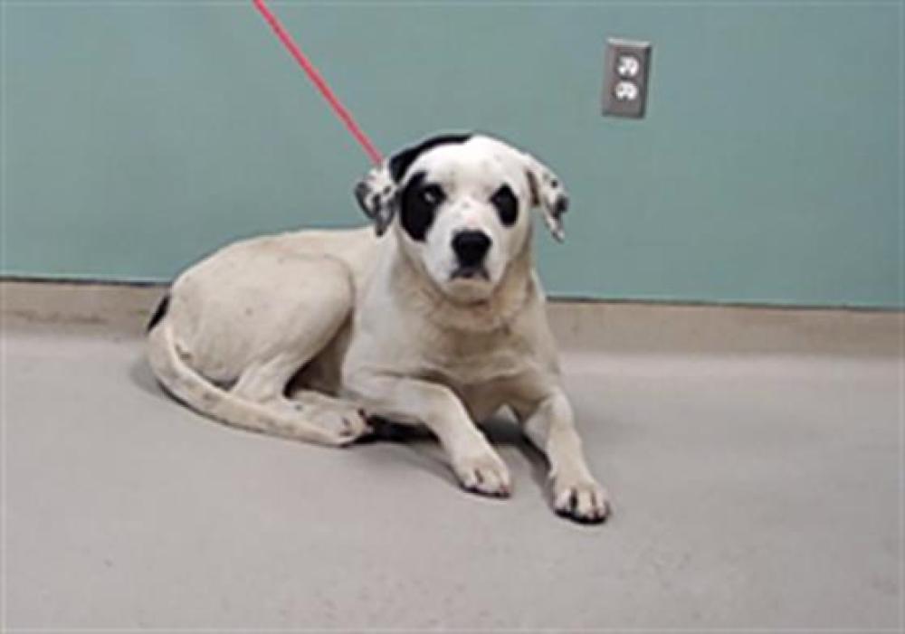 Shelter Stray Male Dog last seen Near BLOCK MUSTENGO DR, RENO NV 89506, Reno, NV 89502