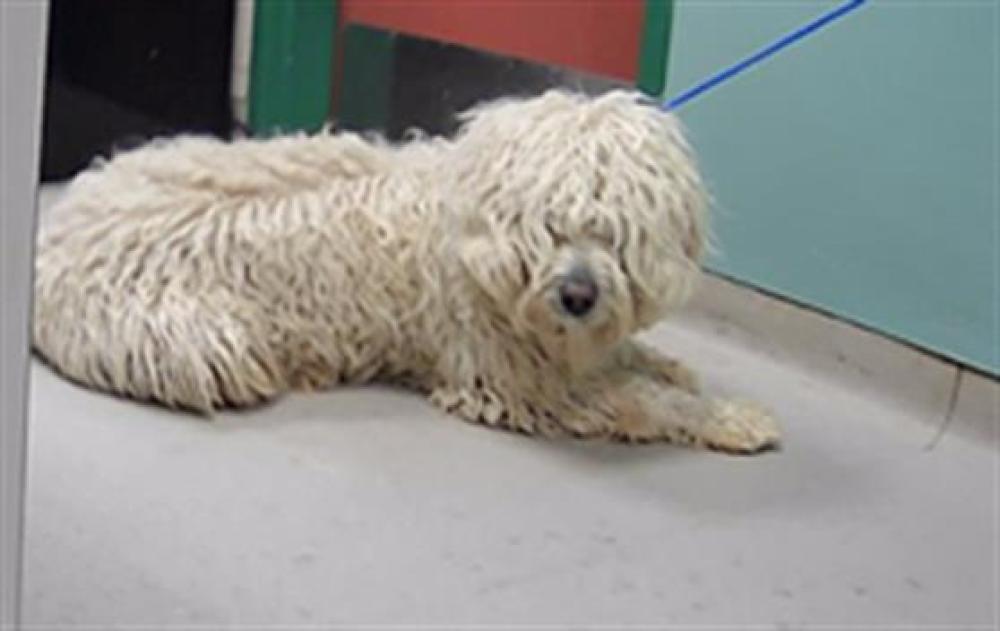 Shelter Stray Male Dog last seen Near BLOCK PYRAMID WAY, SPARKS NV 89436, Reno, NV 89502
