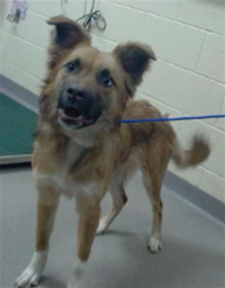 Shelter Stray Female Dog last seen Near BLOCK FEDERAL BLVD, DENVER, CO 80204, Denver, CO 80223