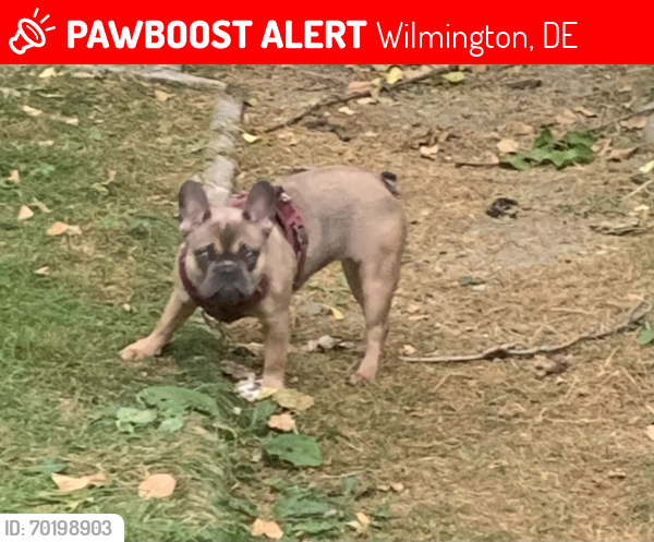 Lost Female Dog last seen Pine St., Wilmington, DE 19802