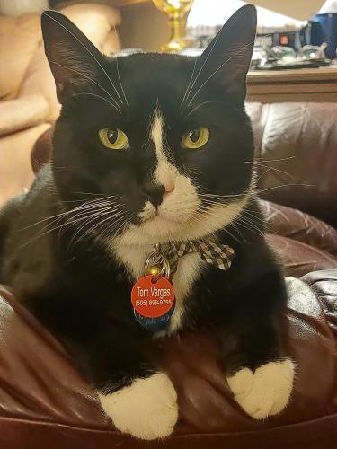 Lost Male Cat last seen Clearwater / Congress area, Albuquerque, NM 87114