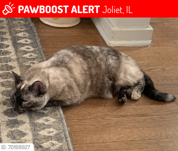 Lost Female Cat last seen Woodlawn Ave and West Acres Rd, Joliet, IL 60435