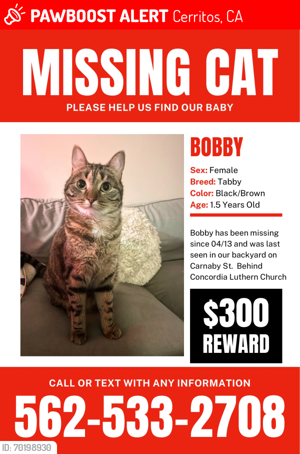 Lost Female Cat last seen Near Concordia Luthern church, Cerritos Elementary school, Cerritos, CA 90703