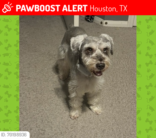 Lost Male Dog last seen Queenston and Canyon Green, Houston, TX 77095
