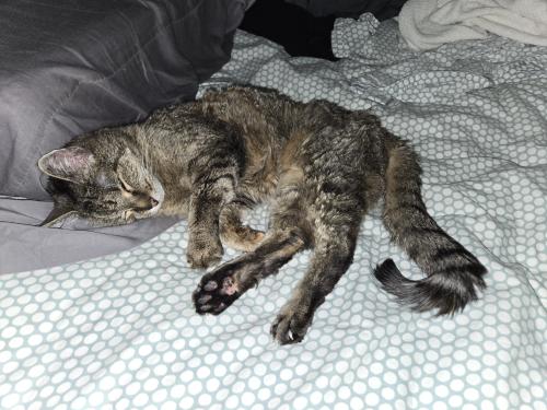 Lost Female Cat last seen Balsamwood and Loblolly Wood in Fairway Farms neighborhood, The Woodlands, TX 77375