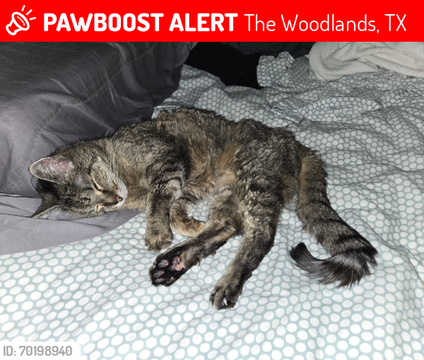Deceased Female Cat last seen Balsamwood and Loblolly Wood in Fairway Farms neighborhood, The Woodlands, TX 77375