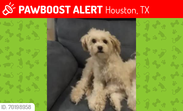 Lost Female Dog last seen Teo Chew Temple, Houston, TX 77072