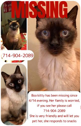 Lost Female Cat last seen Dale and chapman, Anaheim, CA 92804