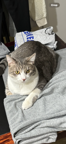 Lost Male Cat last seen 85th and Knox Ave, Chicago, IL 60652