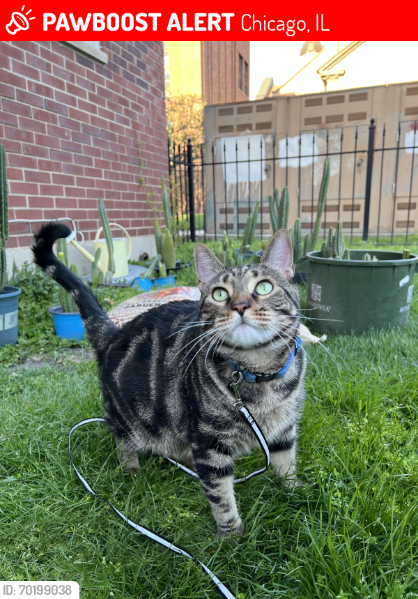 Lost Male Cat last seen Noble Square s and Holy Trinity Church, Chicago, IL 60642