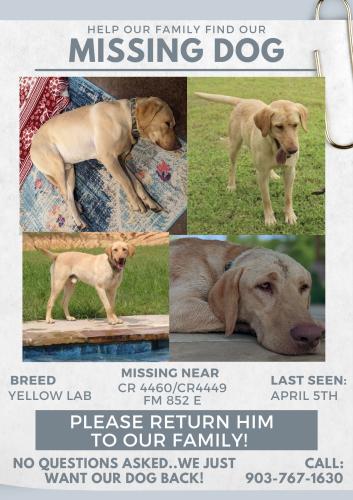 Lost Male Dog last seen Farm to Market 852, Winnsboro, TX 75494